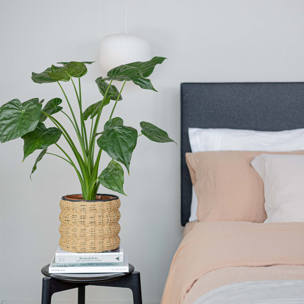 Outlet: King size duvet cover, white (small mark)